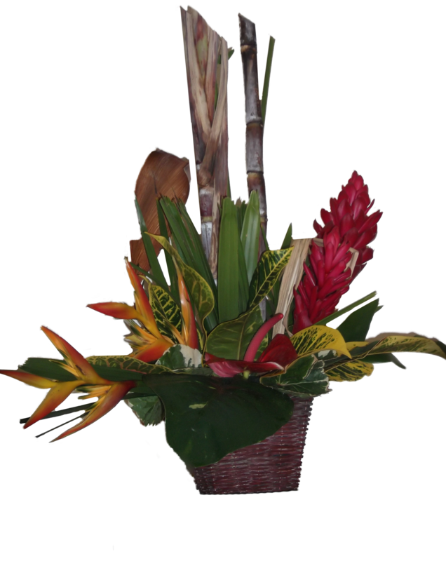Alpinia Rouge