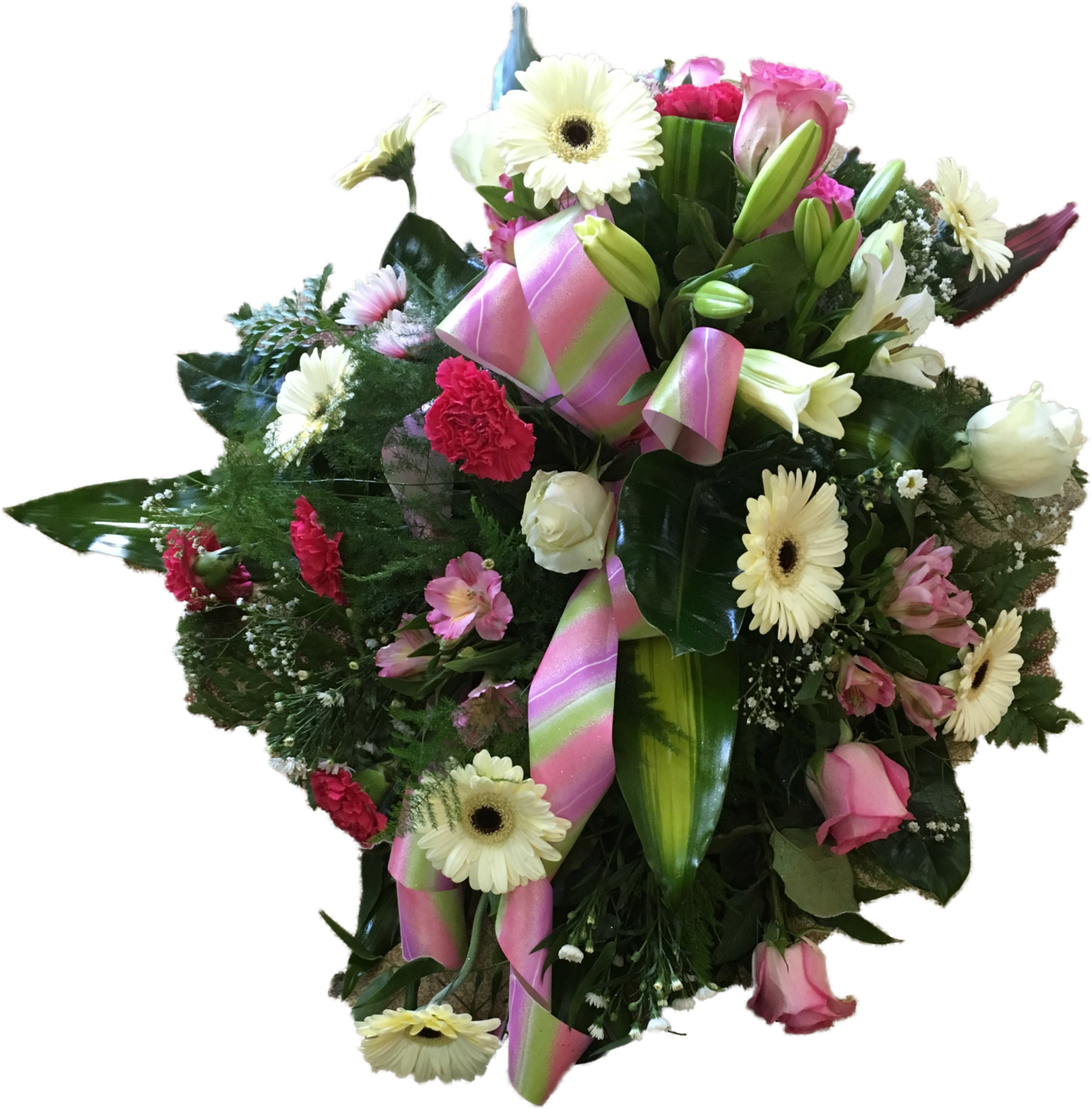 Gerbera