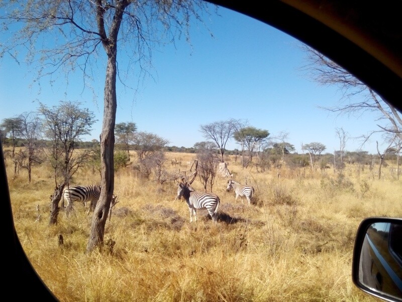 Chobe day trip in Botswana