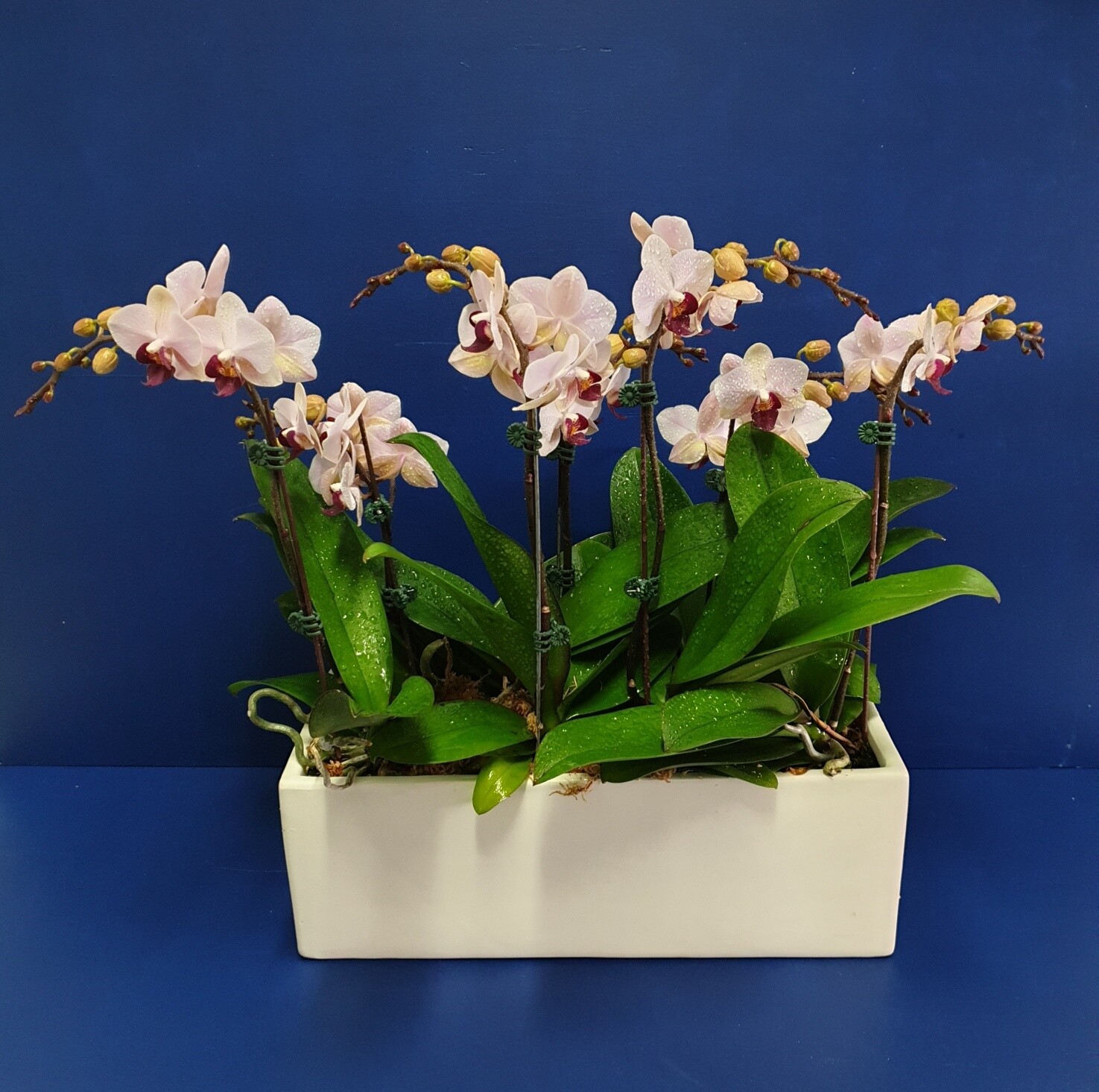 Potted Orchids Store Florian Florist