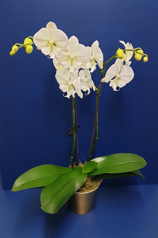 Potted Orchids