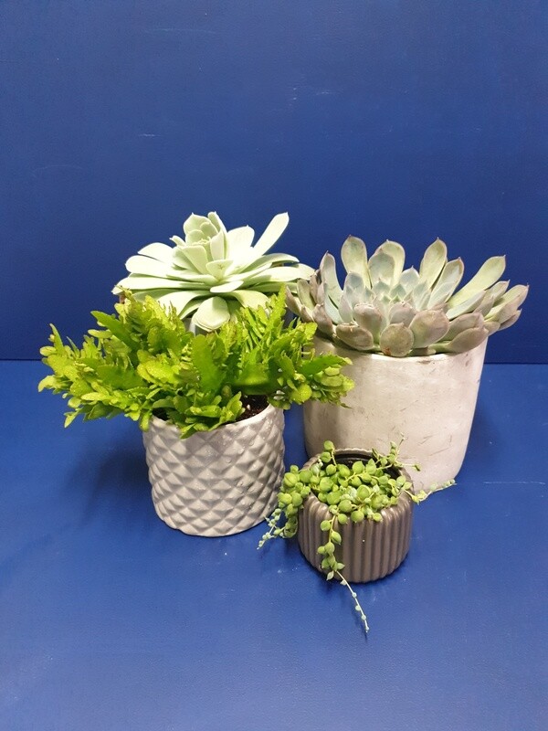 Plants
