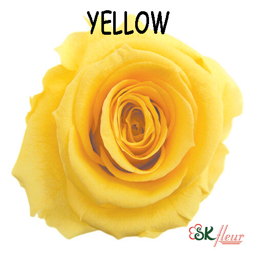Standard Rose / Yellow