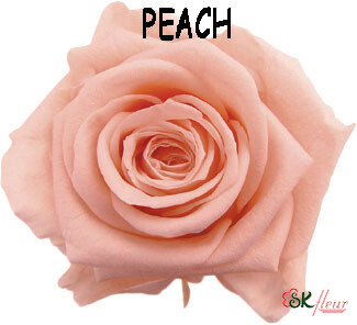 Standard Rose / Peach