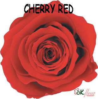 Standard Rose / Cherry Red