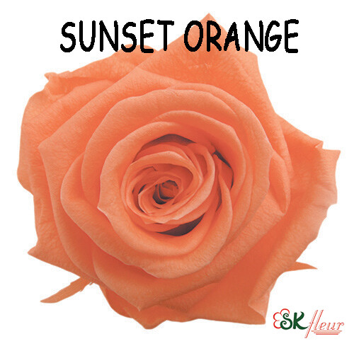 Standard Rose / Sunset Orange