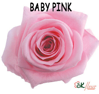 Standard Rose / Baby Pink