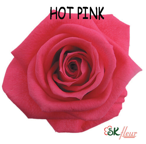 Standard Rose / Hot Pink