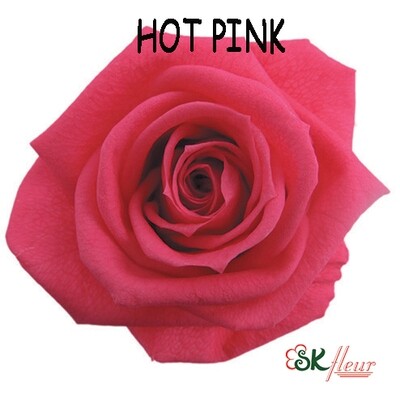 Standard Rose / Hot Pink