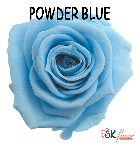 Standard Rose / Powder Blue