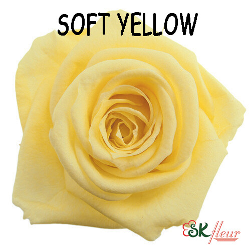 Standard Rose / Soft Yellow