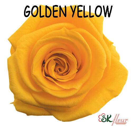 Standard Rose / Golden Yellow