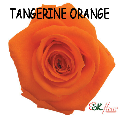 Standard Rose / Tangerine Orange