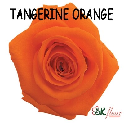Standard Rose / Tangerine Orange