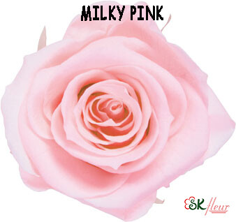 Standard Rose / Milky Pink