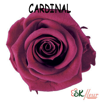 Standard Rose / Cardinal