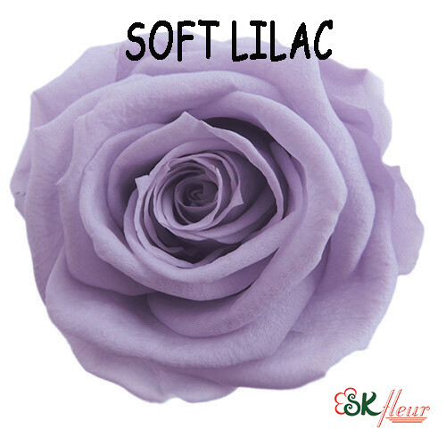 Standard Rose / Soft Lilac