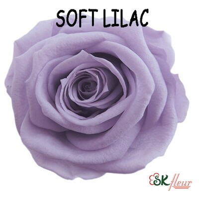 Standard Rose / Soft Lilac