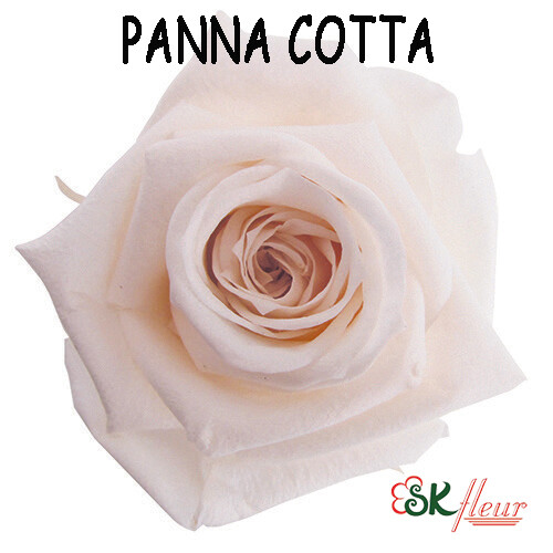 Standard Rose / Panna Cotta
