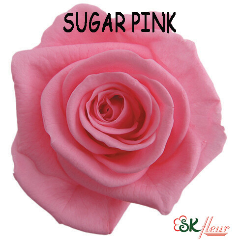 Standard Rose / Sugar Pink