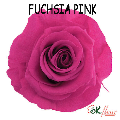 Standard Rose / Fuchsia Pink