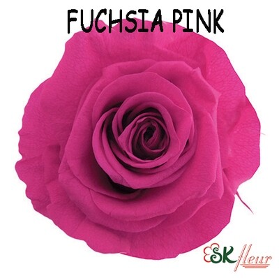 Standard Rose / Fuchsia Pink