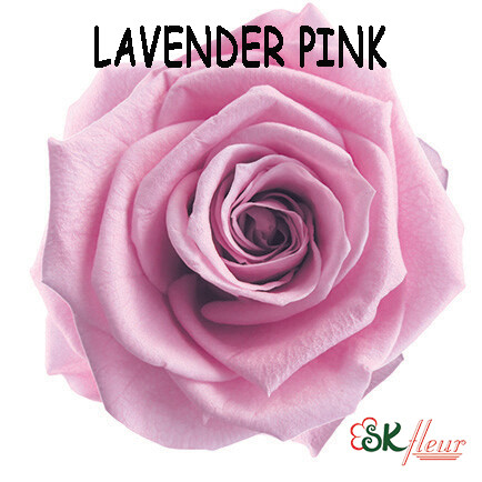 Standard Rose / Lavender Pink