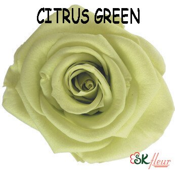 Standard Rose / Citrus Green