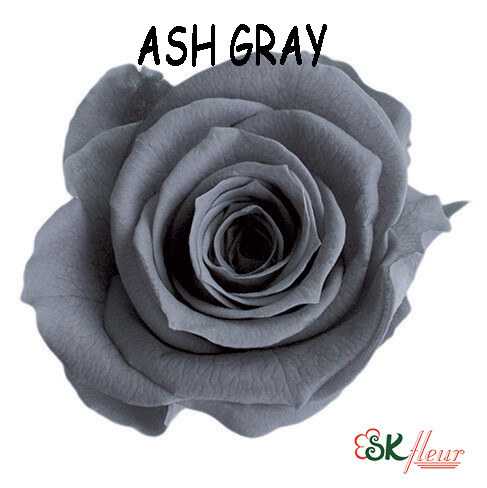 Standard Rose / Ash Gray