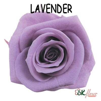 Standard Rose / Lavender