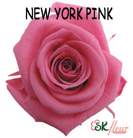 Standard Rose / New York Pink