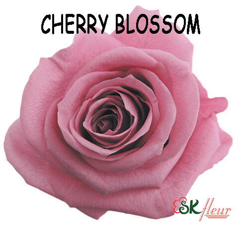 Standard Rose / Cherry Blossom