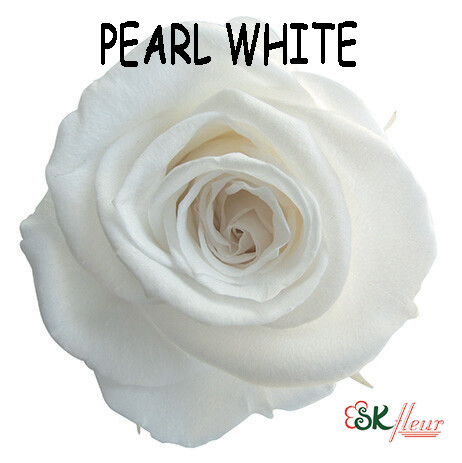 Mediana Rose / Pearl White