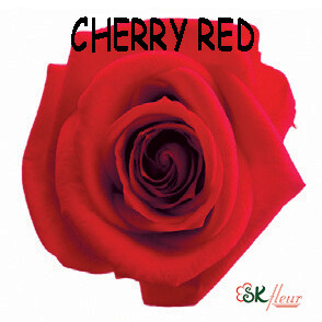 Mediana Rose / Cherry Red