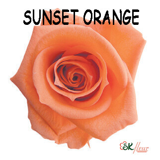 Mediana Rose / Sunset Orange