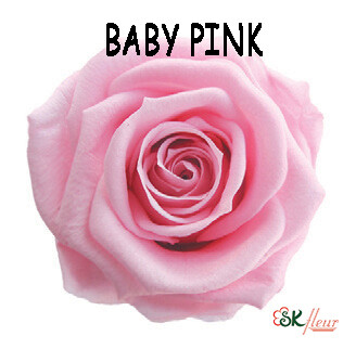 Mediana Rose / Baby Pink