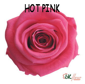 Mediana Rose / Hot Pink