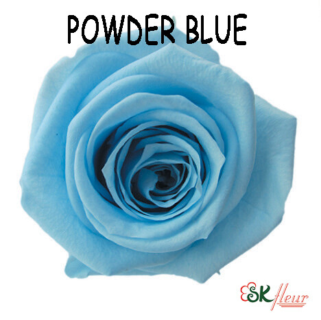 Mediana Rose / Powder Blue