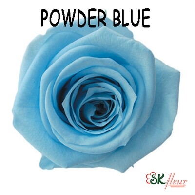 Mediana Rose / Powder Blue