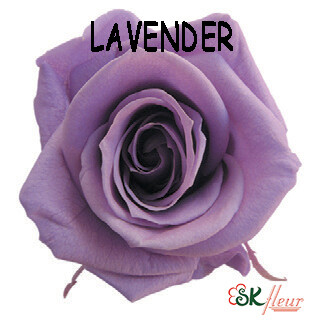 Mediana Rose / Lavender