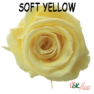 Mediana Rose / Soft Yellow