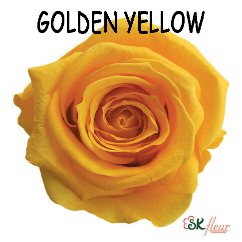 Mediana Rose / Golden Yellow