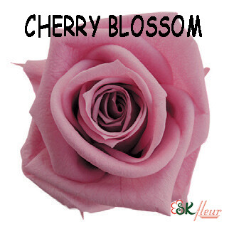 Mediana Rose / Cherry Blossom