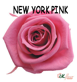 Mediana Rose / New York Pink