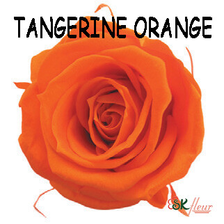 Mediana Rose / Tangerine Orange