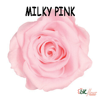 Mediana Rose / Milky Pink