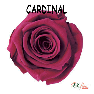 Mediana Rose / Cardinal