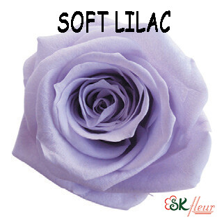Mediana Rose / Soft Lilac