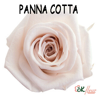 Mediana Rose / Panna Cotta