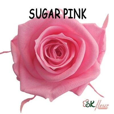 Mediana Rose / Sugar Pink